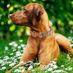 No-Pull Martingale Dog Collar for Medium Large Extra Large and XXL Dogs- Reflective Padded Strap & Durable Chain, Anti-Escape Design for Safe Walks & Training(Orange XL)