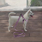 QQPETS Dog Harness Leash Set Adjustable Heavy Duty No Pull Halter Harnesses for Small Medium Large Breed Dogs Back Clip Anti-Twist Perfect for Walking