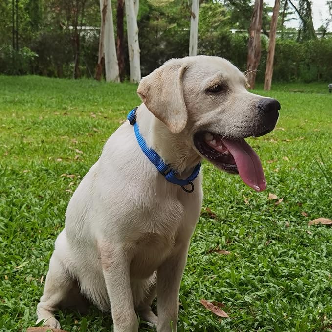 Premium Nylon Adjustable Anti-Escape Martingale Dog Collars,Comfort and Silky Training,Walking Dog Collar with Heavy Duty D-Ring for Medium Active Dogs. (Classic Blue, Medium)