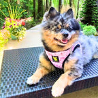 EcoBark Step in Dog Harness - Eco-Friendly Small Breed Dog Harnesses for XXS, XS, & Small Dogs - Reflective and Adjustable Mini Body Halter Vest - Soft Mesh Toy Breed Harness (Floral, XS)