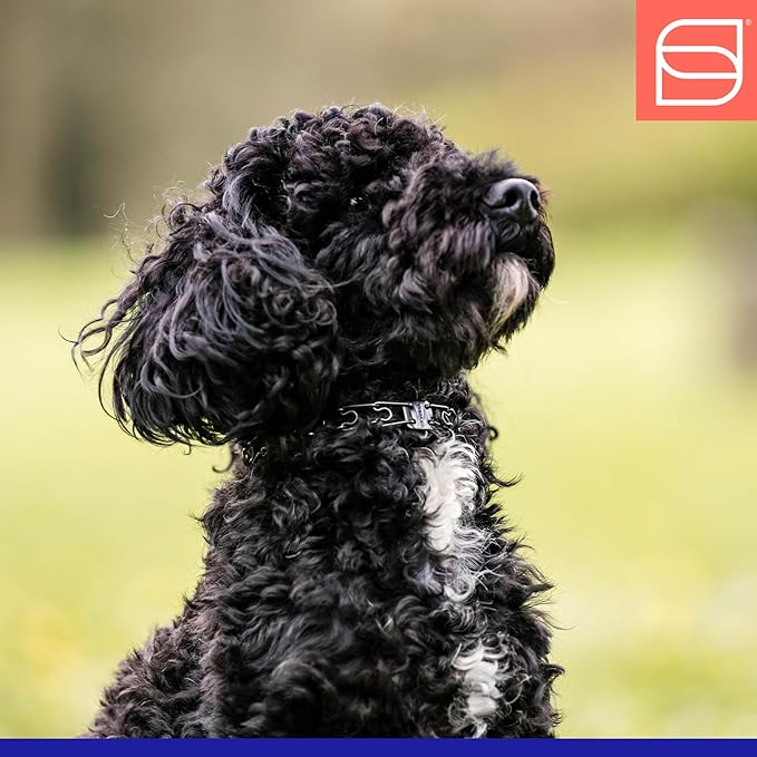 Herm Sprenger Micro Prong Collar for Dog Training | 1.5mm Black Stainless Steel Ultra-Plus Training Collar for Small Dogs German Made - Max Neck Size 9.5" (Black Stainless Steel, 12in (30cm) x 1.5mm)
