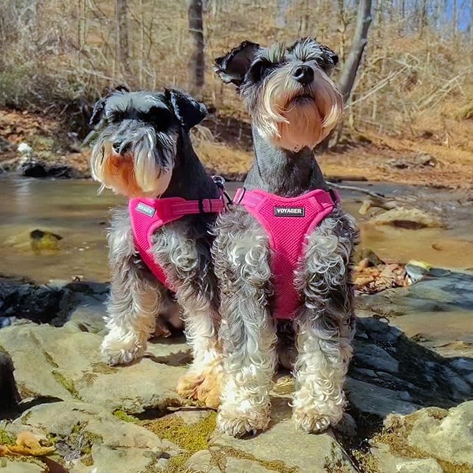 Best Pet Supplies Voyager Adjustable Step-in Flex Breathable Mesh Dog Harness for Small Medium Large Dogs (Fuchsia), S