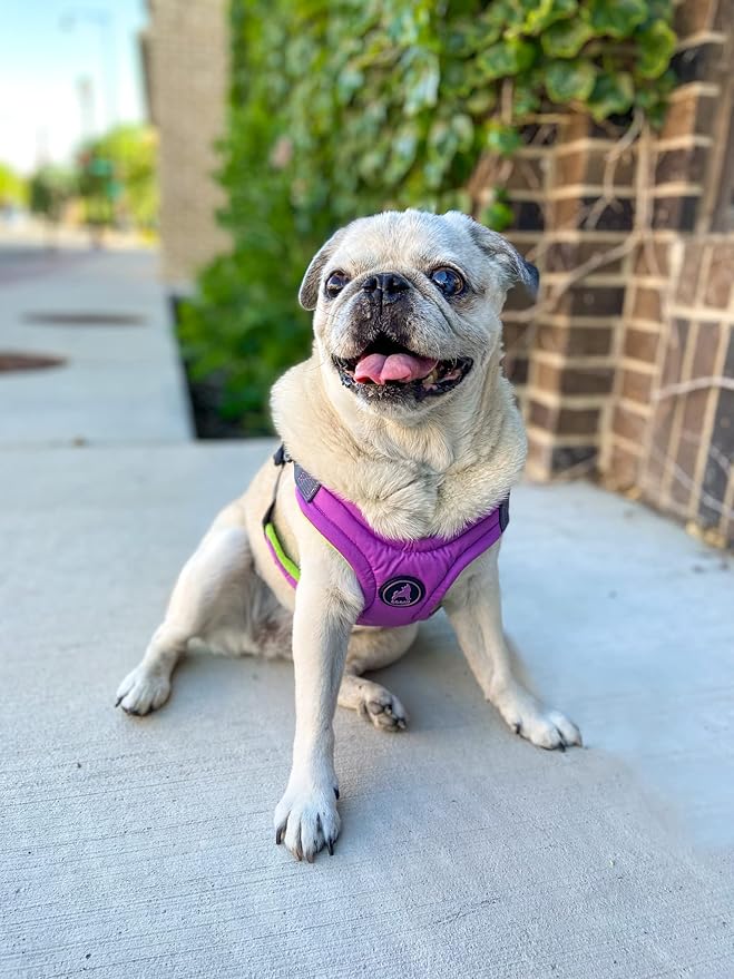 Gooby Escape Free Memory Foam Harness - Purple, Small - No Pull Step-in Dog Harness with Four Point Adjustment for Small to Medium Dogs