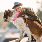 ADITYNA Heavy-Duty Pink Leather Dog Collar for Extra-Large Dogs - Soft Padded for Comfort - Big Girl Dog Collar for Walking, Training, and Hiking