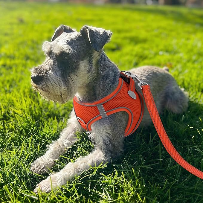 Joytale Small Dog Harness, Breathable Mesh Step-in Vest, Reflective Soft Padded Harnesses Small Sized Dog for Walking, Orange, S