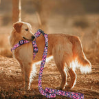 QQPETS Dog Harness Leash Set Adjustable Heavy Duty No Pull Halter Harnesses for Small Medium Large Breed Dogs Back Clip Anti-Twist Perfect for Walking