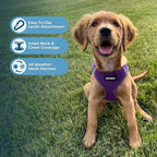 Best Pet Supplies Voyager Step-in Air Harness - All Weather Mesh, Reflective, No Pull Harness for Dogs, Cats - Secure with Hook & Loop Fastener, Buckle, Double D-Rings - Purple, L