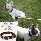 Heavy Duty Black Leather Dog Collar – Soft and Strong Dog Collar for Puppy or Small Breeds Like Cavalier and Miniature Schnauzer (Small: Fit 10" - 14.5" Neck, Black)
