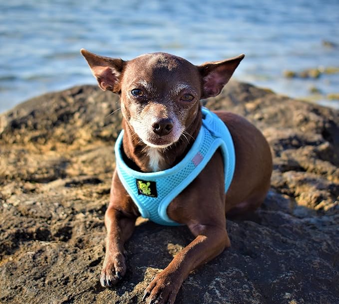 EcoBark Step in Dog Harness - Eco-Friendly Teacup Dog Harnesses for XXS, XS, and Small Dogs - Reflective and Adjustable Mini Body Halter Vest -Tiny Soft Mesh - Toy Breeds Under 5 lbs (Baby Blue, XXS)