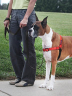 PetSafe Deluxe Easy Walk Harness - Trainer-Trusted Dog Chest Harness with Breathable Martingale Loop Design - Helps Stop Pulling with No Choking & Gagging - Medium - Rose