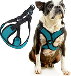Gooby Comfort X Step in Lite Dog Harness - Choke Free, Escape Free with Light Breathable Mesh - Dog Harness for Small and Medium Breeds - Quick Release Buckle, Metal D-Rings - Turquoise, Small