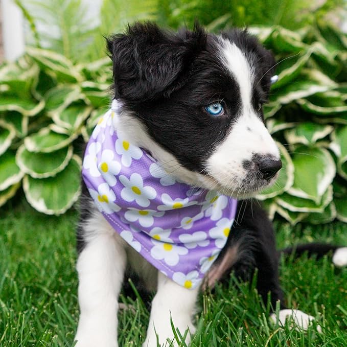 Wilderdog Dog Bandana with Lightweight Quick Drying Poly-Blend Mesh Material in Daisy