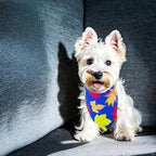 10PCS Dog Bandanas Fall for Small XS Breed Dog Pumpin Harvest Leaves Forest Autumn Pattern Kerchief Triangle Bibs Head Scarves Boys and Girls Grooming Accessories Costume
