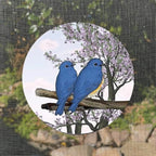 Screen Door Magnets Double Sided – Keep People, Kids, and Dogs from Running into a Screen Door. Saver - Robbins Aria Blue Birds