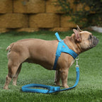 Plutus Pet No Pull Dog Harness with Breathable Mesh Padded, Adjustable Reflective Escape Proof Dog Harness, Quick Fit Dog Vest Harness for Small Medium Large Dogs(L, Cyan)