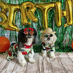 Weewooday 6 Pieces Dog Cat Costume, Pet Sunglasses and Summer Straw Hat with Faux Gold Chain Collar, Classic Funny Pet Accessories for Cat Puppy Small Medium Dog(Cute Style)