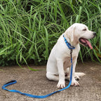 Premium Nylon Adjustable Anti-Escape Martingale Dog Collars,Soft and Silky Dog Collar with Durable D-Ring for Small Active Dogs Daily Helper.(Classic Blue, Small)
