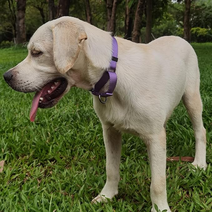 Premium Nylon Adjustable Escape-Proof Dog Collar,Soft and Silky Collar with Heavy Duty D-Ring for Medium Active Dogs Jogging,Training,etc... (Ultra Violet, Medium)