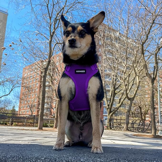 Voyager Step-in Pet Harness - All Weather Mesh, Adjustable Step in Harness for Cats and Dogs by Best Pet Supplies - Purple, L
