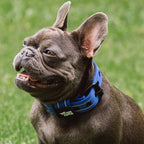 Tuff Pupper Heavy Duty Tactical Dog Collar | 1.25" Wide Ballistic Nylon | Reflective Stitching | Integrated ID Tag Holder | Stainless Steel Buckle | Padded Lining | Small & Medium Dogs (Blue, Small)