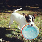 Chuckit! Paraflight Flying Disc Dog Toy - Water Floating Flyer - Durable Nylon Construction with Soft Rubber Edges - for Medium and Large Dogs - Size Large - 9.75" L x 9.75" W -,1 Count (Pack of 4)
