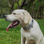 Premium Nylon Adjustable Anti-Escape Martingale Dog Collars,Comfort and Silky Dog Collar with Heavy Duty Clip for Active Dogs Helper. (Ultimate Grey, Medium)