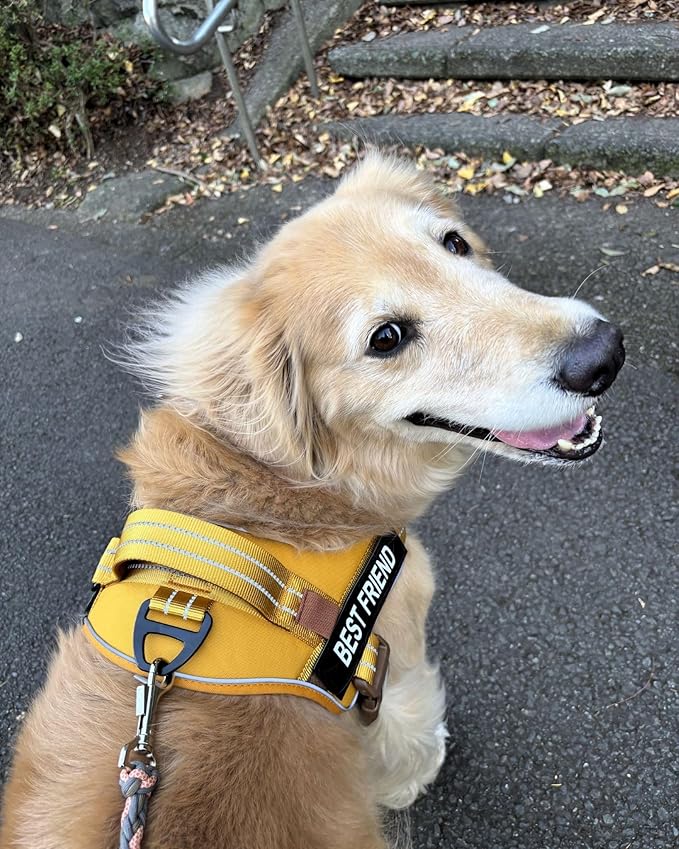 AUROTH Dog Harness and Leash Set, Soft Padded Service Vest Harness with 5.25FT Dog Leash, Easy On Pet Vest, Adjustable Reflective No Pull Dog Harnes Medium Sized, Easy Walking and Training