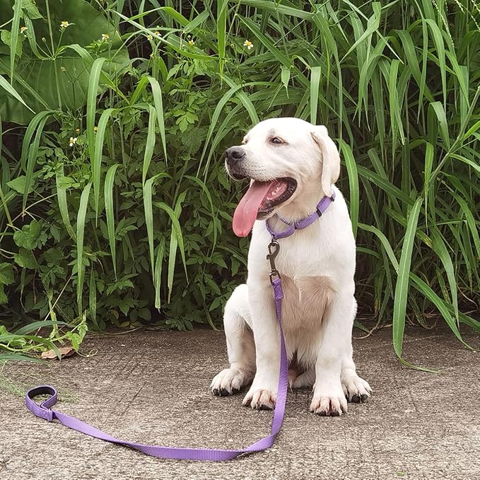 Premium Nylon Adjustable Anti-Escape Martingale Dog Collars,Comfort,Durable and Silky Walking,Training Dog Collar with Sturdy D-Ring for Small Active Dogs Daily Helper. (Ultra Violet, Small)
