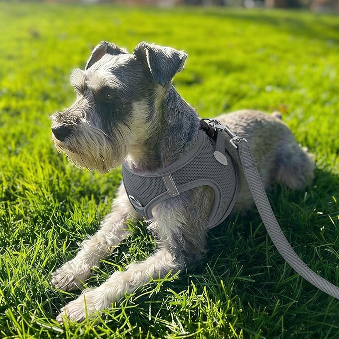 Joytale Small Dog Harness, Breathable Mesh Step-in Vest, Reflective Soft Padded Harnesses for Small and Medium Dogs, Gray, L