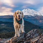 Wilderdog Dog Bandana with Lightweight Quick Drying Poly-Blend Mesh Material in Olive