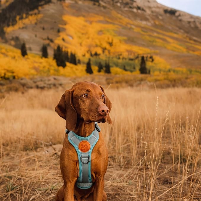 Wilderdog Lightweight Dog Harness with Reflective Straps - Small - Seafoam