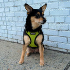 Voyager Step-in Pet Harness - All Weather Mesh, Adjustable Step in Harness for Cats and Dogs by Best Pet Supplies - Lime Green/Black Trim, M
