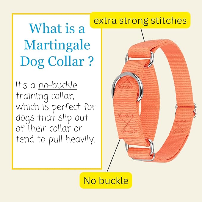 Country Brook Petz - Martingale Dog Collar - Heavy-Duty Training Collar with No Buckle - Service Dog Collar for All Pups - 10+ Warm Colors (Mango, 1 Inch, Extra Large)