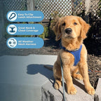 Best Pet Supplies Voyager Step-in Air All Weather Mesh Harness and Reflective Dog 5 ft Leash Combo with Neoprene Handle, for Small, Medium and Large Breed Puppies - Set (Royal Blue), M