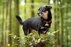 Beau's Bells 2 Extra Loud Cat & Dog Bells | Pet Tracker | Save Birds & Wildlife | Luxury Handmade Copper (Medium)