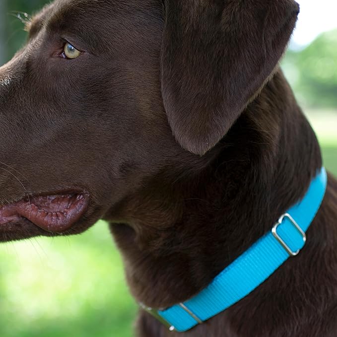 Country Brook Petz - Martingale Dog Collar - Heavy-Duty Training Collar with No Buckle - Service Dog Collar for All Pups - 10+ Cool Colors (Ice Blue, 1 Inch, Large)