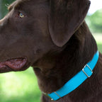 Country Brook Petz - Martingale Dog Collar - Heavy-Duty Training Collar with No Buckle - Service Dog Collar for All Pups - 10+ Cool Colors (Ice Blue, 3/8 Inch, 3XS)