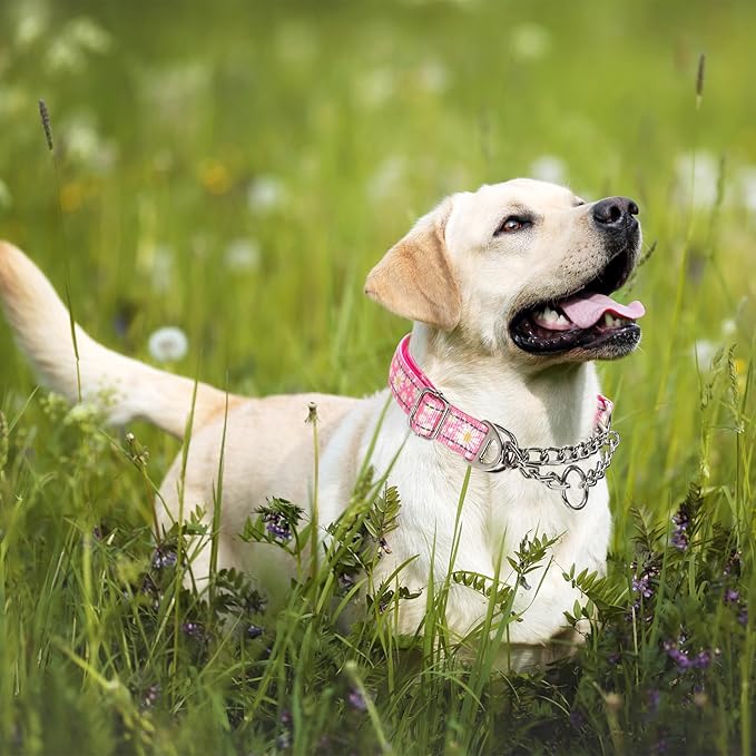 Martingale Collar for Dogs with Pink Daisy,Reflective Nylon Adjustable No Pull Dog Training Chain Collar Training, Walking, Hunting for All Breeds(Pink Daisy M)
