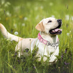 Martingale Collar for Dogs with Pink Daisy,Reflective Nylon Adjustable No Pull Dog Training Chain Collar Training, Walking, Hunting for All Breeds(Pink Daisy M)