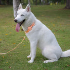 Tunkoo Dog Collar with Bow Tie Elegant Plaid Soft Comfy Cotton Adjustable Collar Premium Metal Buckle,Small Medium Large Puppy Cat Outdoor Training Walking Running（Orange Grid，M）