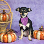 ADOGGYGO 4 Pack Halloween Dog Bandana, Pumpkin Ghost Dog Scarf Bib, Puppy Halloween Bandanas Costume Accessories for Small Dogs (Small)