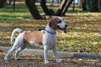 Braided Round Martingale Dog Collar, Training Collar with Slidable Stop Ring and Adjustable Stopper - Ideal for Medium Dogs (M(1/3") - 18" Long, Purple)