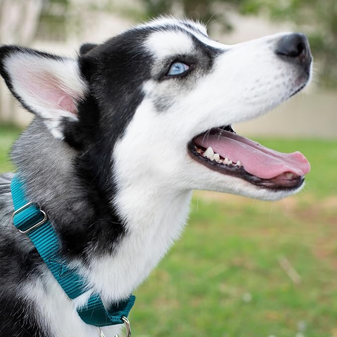 Country Brook Petz - Martingale Dog Collar - Heavy-Duty Training Collar with No Buckle - Service Dog Collar for All Pups - 10+ Cool Colors (Teal, 1 Inch, Large)