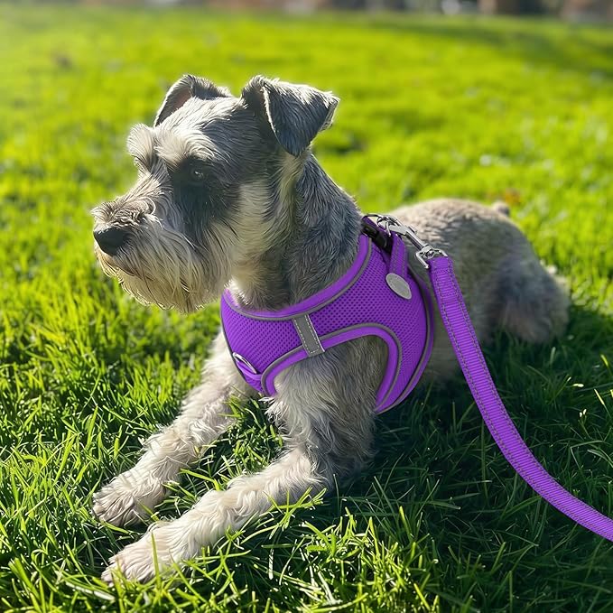 Joytale Small Dog Harness, Breathable Mesh Step-in Vest, Reflective Soft Padded Harnesses for Small and Medium Dogs, Purple, L