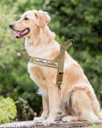 No Pull Dog Harness for Medium Large Dogs, Escape Proof Adjustable Dog Harness Brown Camo, S