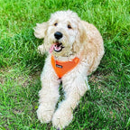 Voyager Step-in Pet Harness - All Weather Mesh, Adjustable Step in Harness for Cats and Dogs by Best Pet Supplies - Orange, XS