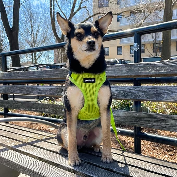 Voyager Step-in Pet Harness - All Weather Mesh, Adjustable Step in Harness for Cats and Dogs by Best Pet Supplies - Lime Green, S