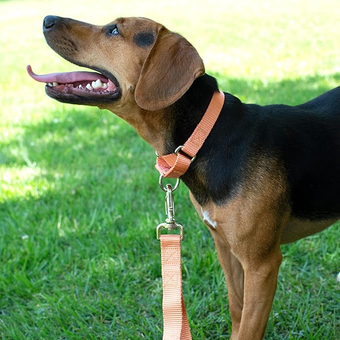 Country Brook Petz - Martingale Dog Collar - Heavy-Duty Training Collar with No Buckle - Service Dog Collar for All Pups - 10+ Warm Colors (Mango, 1 Inch, Medium)