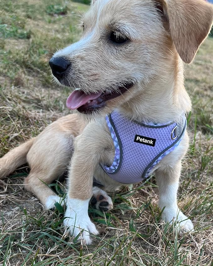 Petank Dog Harness for Small Medium Dogs No Pull, Puppy Harness and Leash Set, Step in Dog Harness for Walking, Running, Training, Small Dog Vest, Medium Dog Vest (Purple, XXS)