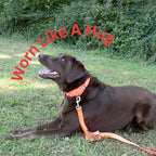 Country Brook Petz - Martingale Dog Collar - Heavy-Duty Training Collar with No Buckle - Service Dog Collar for All Pups - 10+ Warm Colors (Hot Orange, 1 Inch, Large)